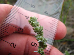 Atriplex powellii powellii