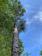 Pinus elliottii elliottii