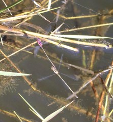 Enallagma dubium