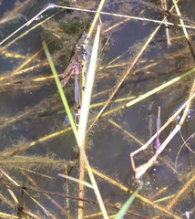 Enallagma dubium