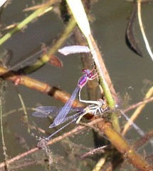 Enallagma dubium