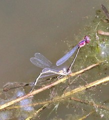 Enallagma dubium