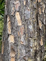 Pinus elliottii elliottii