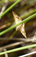 Dissomorphia australiaria