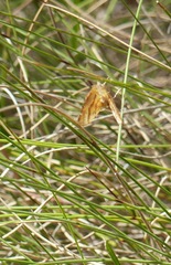 Dissomorphia australiaria