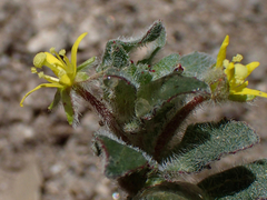 Camissoniopsis hirtella