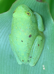 Cochranella granulosa