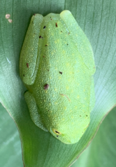 Cochranella granulosa