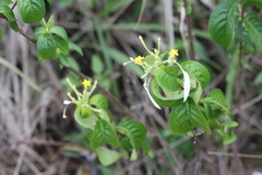 Mussaenda erosa