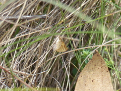 Dissomorphia australiaria