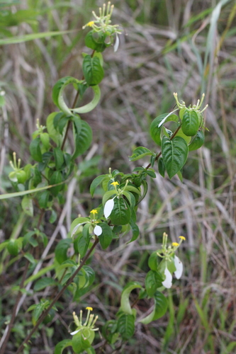 Mussaenda erosa, photograph 1