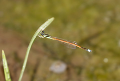 Ischnura aurora