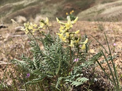 Astragalus eremiticus