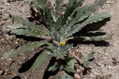 Camissoniopsis hirtella