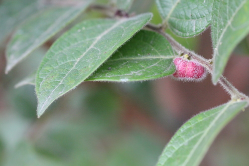 Image of Glochidion eriocarpum by no rights reserved