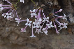 Asperula hirsuta