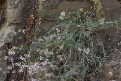 Asperula hirsuta