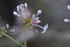 Asperula hirsuta