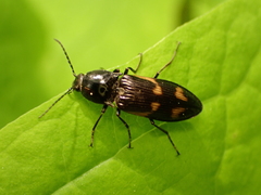 Selatosomus suckleyi