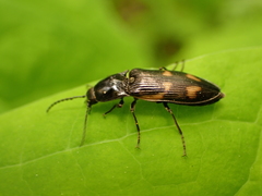 Selatosomus suckleyi