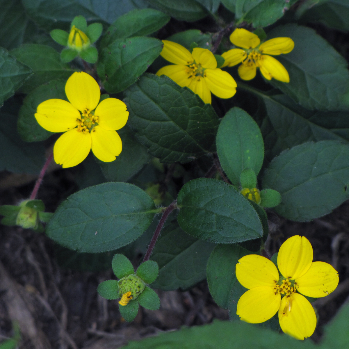 Chrysogonum