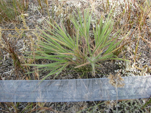 fall rosette grass (Dichanthelium wilcoxianum)