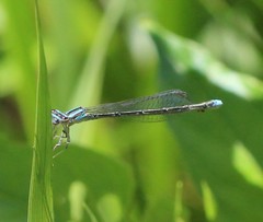 Enallagma divagans