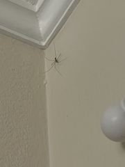 Pholcus phalangioides