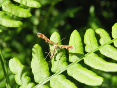 Oxyptilus ericetorum