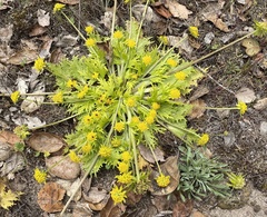 Sanicula arctopoides