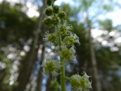 Tellima
