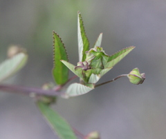 Sida alnifolia