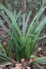 Pandanus austrosinensis
