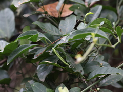 Gnetum luofuense