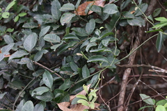Gnetum luofuense