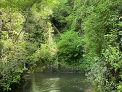 Philadelphus inodorus