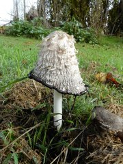 Coprinus comatus