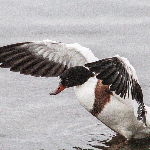 Tarro blanco (Tadorna tadorna)
