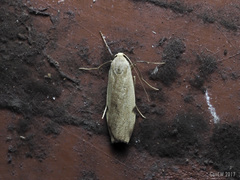 Macotasa tortricoides