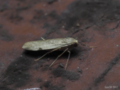 Macotasa tortricoides