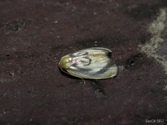 Trischalis subaurana