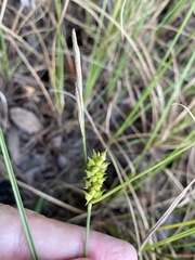 Carex striata