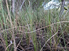 Carex striata