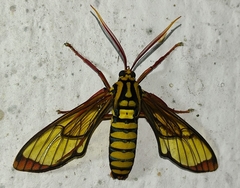 Isanthrene cazador
