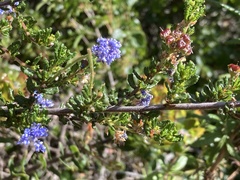 Ceanothus dentatus