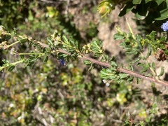 Ceanothus dentatus