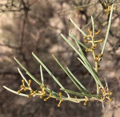 Acacia rigens