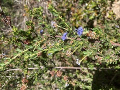 Ceanothus dentatus