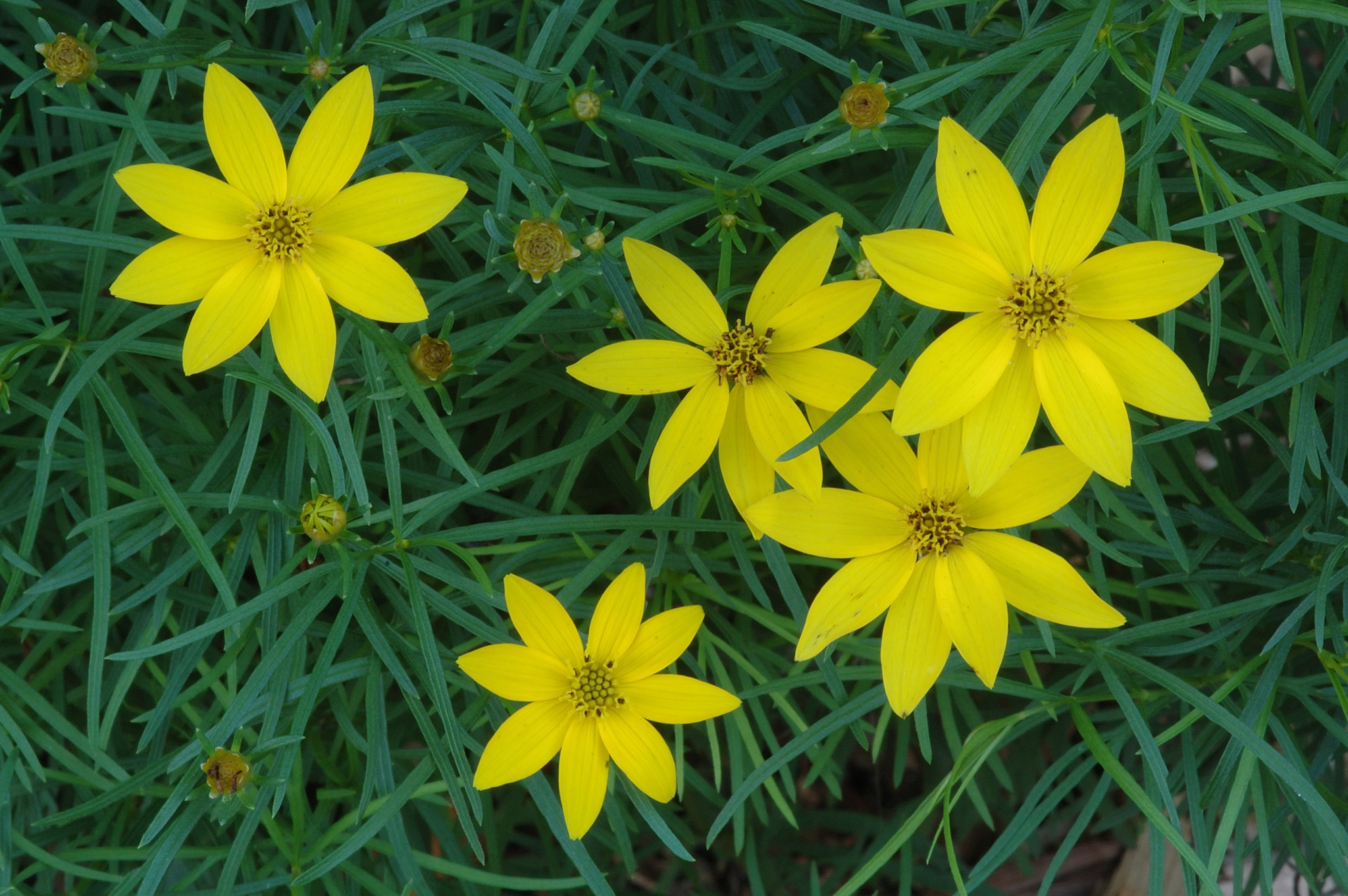 Coreopsis verticillata