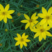 Whorled Coreopsis - Photo (c) JanetandPhil, some rights reserved (CC BY-NC-ND)